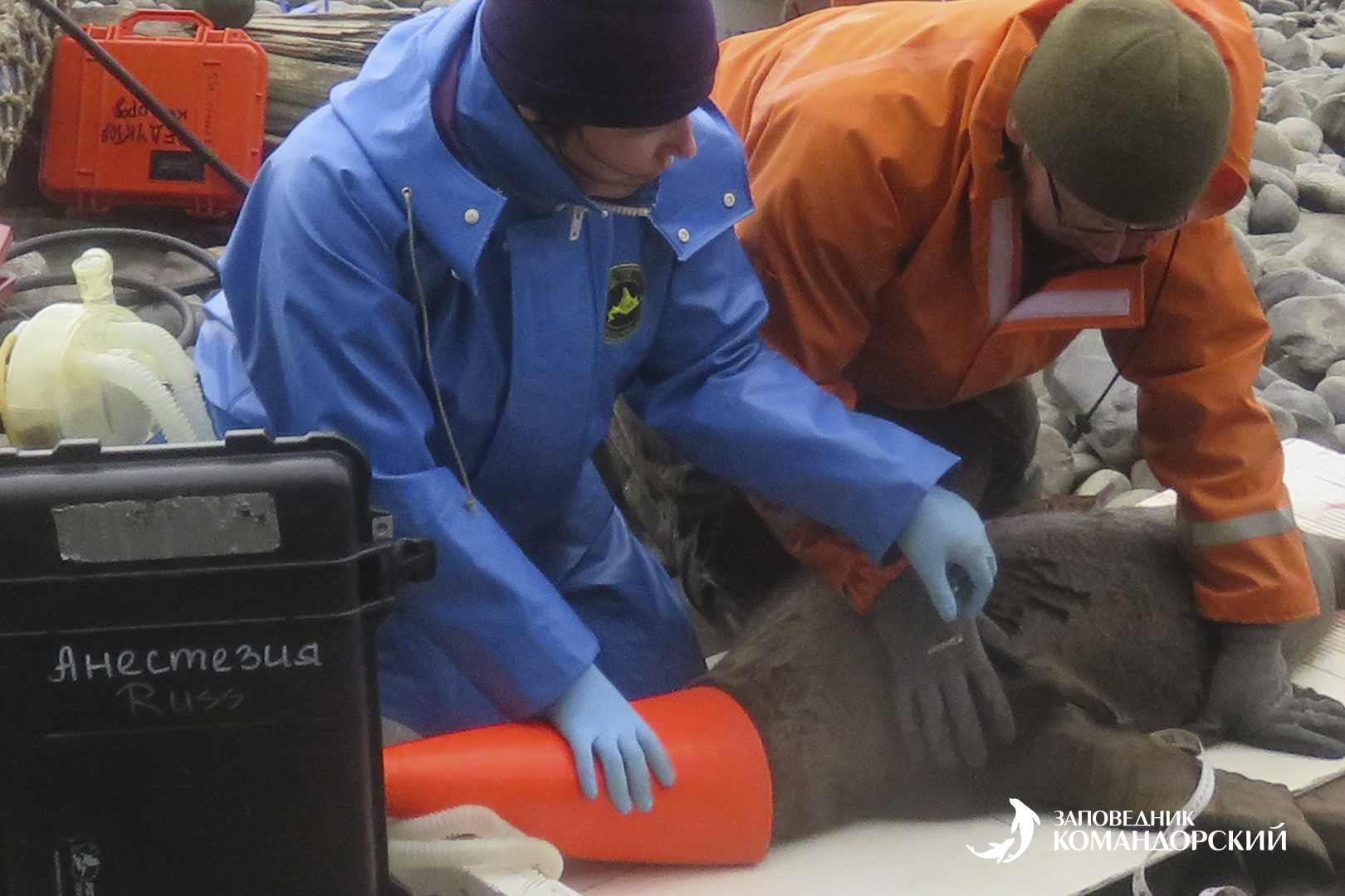 100 щенков северного морского льва пометили на острове Медном в 2020 году